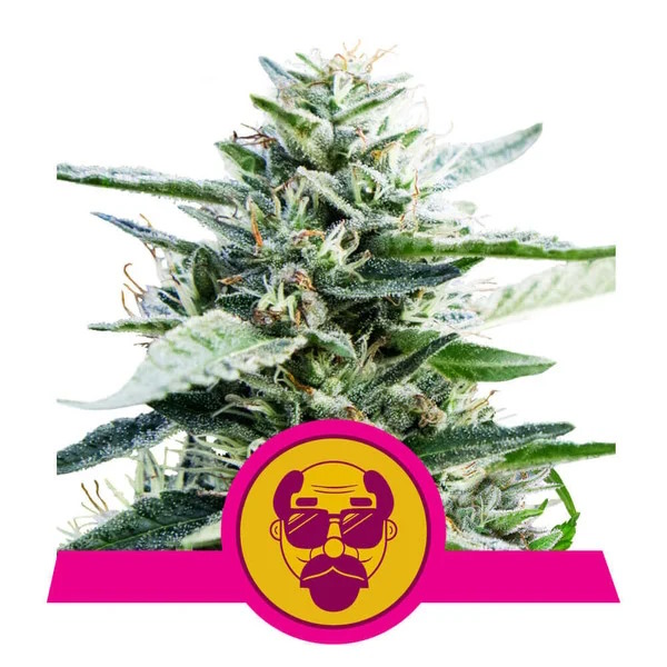 Granddaddy Purple Feminised Seeds - 3