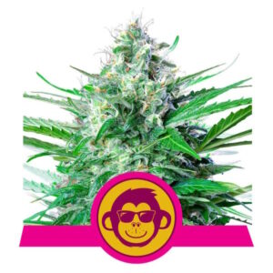 Grape Ape Feminised Seeds - 1
