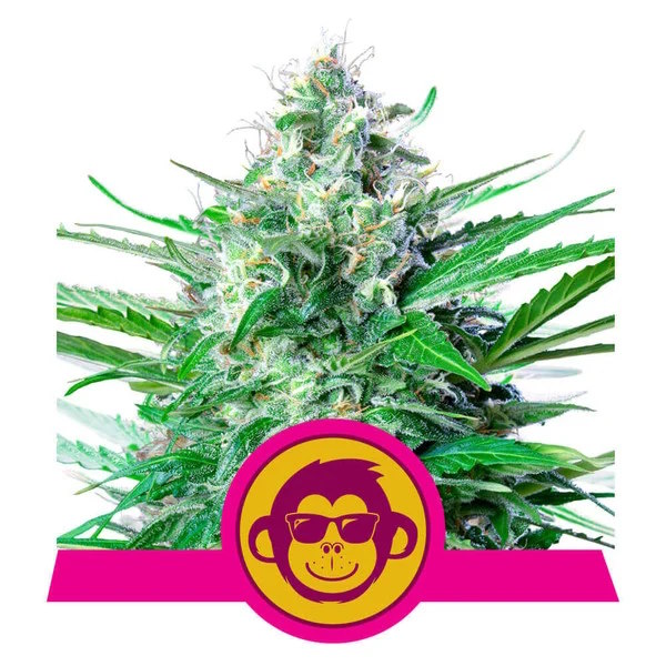 Grape Ape Feminised Seeds - 1