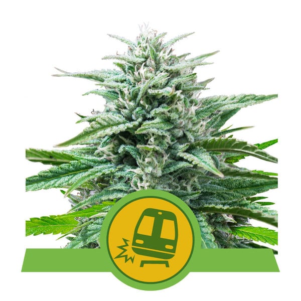 Trainwreck Auto Feminised Seeds - 5