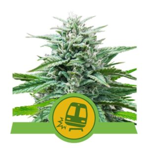 Trainwreck Auto Feminised Seeds - 10
