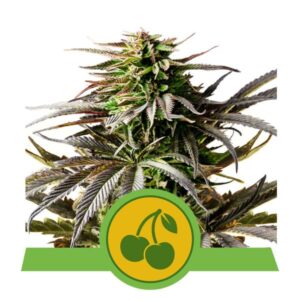 Cherry Pie Auto Feminised Seeds - 1