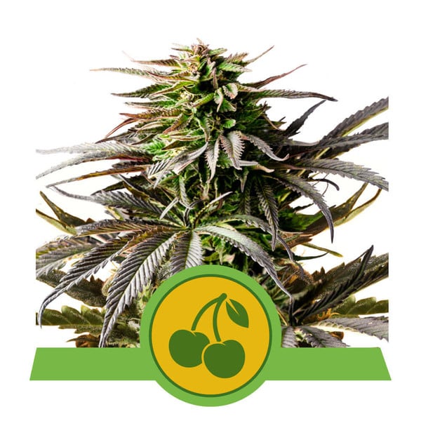 Cherry Pie Auto Feminised Seeds - 1