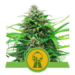 Pink Runtz Auto Feminised Seeds - 3