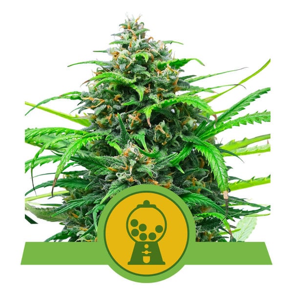 Pink Runtz Auto Feminised Seeds - 3