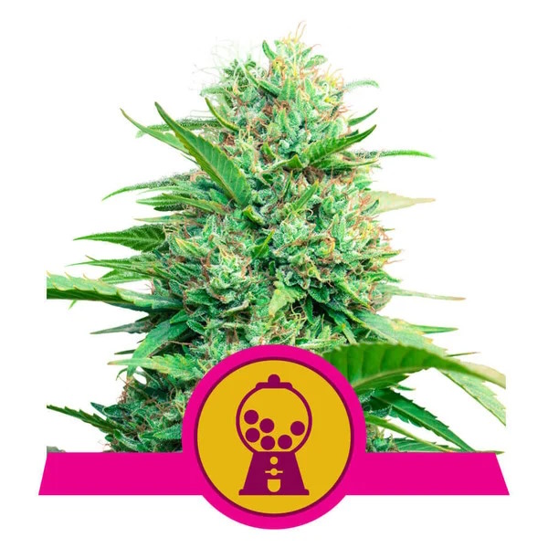 Pink Runtz Feminised Seeds - 1