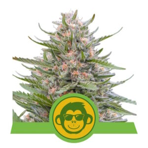 Grape Ape Auto Feminised Seeds - 1