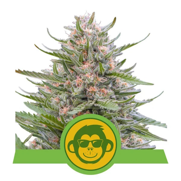 Grape Ape Auto Feminised Seeds - 1