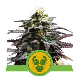 Granddaddy Purple Auto Feminised Seeds - 5