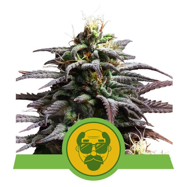 Granddaddy Purple Auto Feminised Seeds - 10