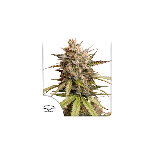 Melonade Runtz Auto Feminised Seeds - 1