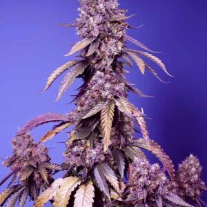 Black Muffin F1 FAST Feminised Seeds - 3