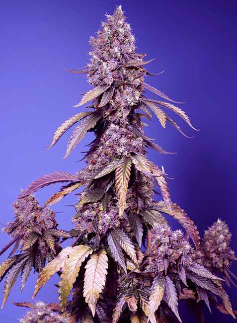 Black Muffin F1 FAST Feminised Seeds - 5