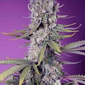 Papaya Zoap F1 FAST Feminised Seeds - 3