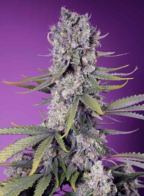 Papaya Zoap F1 FAST Feminised Seeds - 3