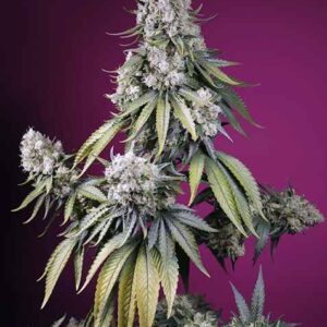 Jealousy Z XL Auto Feminised Seeds - 3
