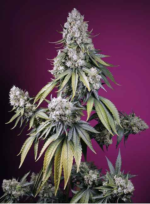Jealousy Z XL Auto Feminised Seeds - 3