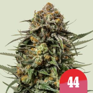 Gelato 44 Feminised Seeds - 1