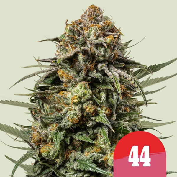 Gelato 44 Feminised Seeds - 1