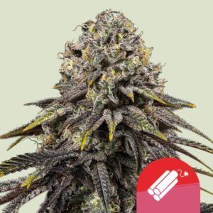 Dynamite Diesel Feminised Seeds - 1