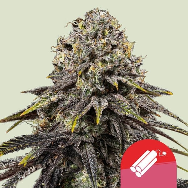 Dynamite Diesel Feminised Seeds - 1