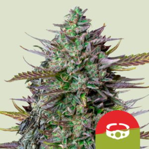GOAT'lato Auto Feminised Seeds - 1