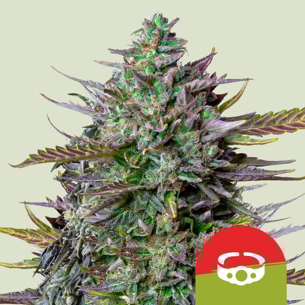 GOAT'lato Auto Feminised Seeds - 1