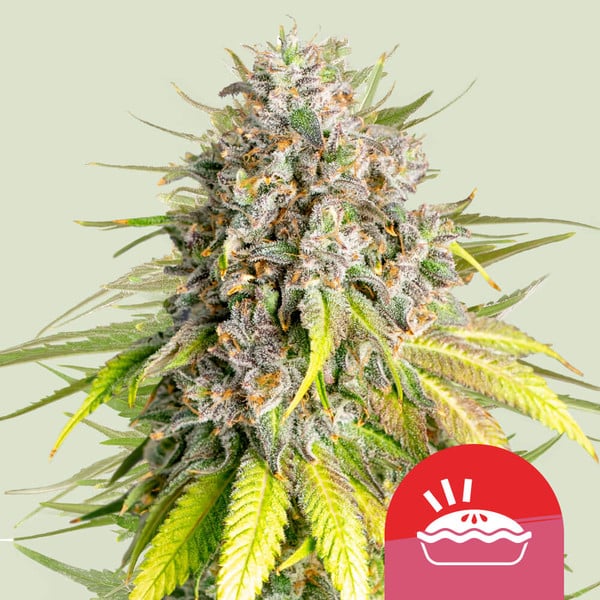 Punch Pie Feminised Seeds - 1