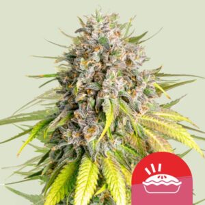 Punch Pie Feminised Seeds - 10