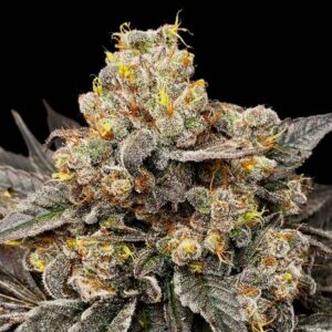 Biscotti Zkittlez Feminised Seeds - 3