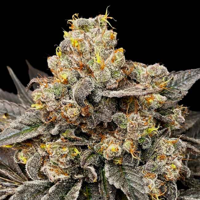 Biscotti Zkittlez Feminised Seeds - 3
