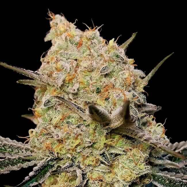 Gelato Mint Feminised Seeds - 3