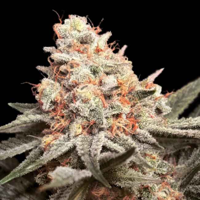 Rainbow Mints Feminised Seeds - 5