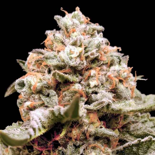 Rainbow Mints Auto Feminised Seeds - 3