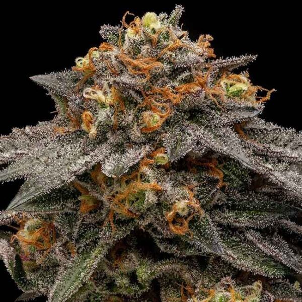 Shimo Feminised Seeds - 3
