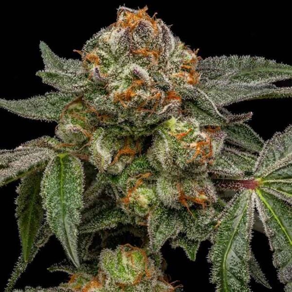 Zake Feminised Seeds - 3