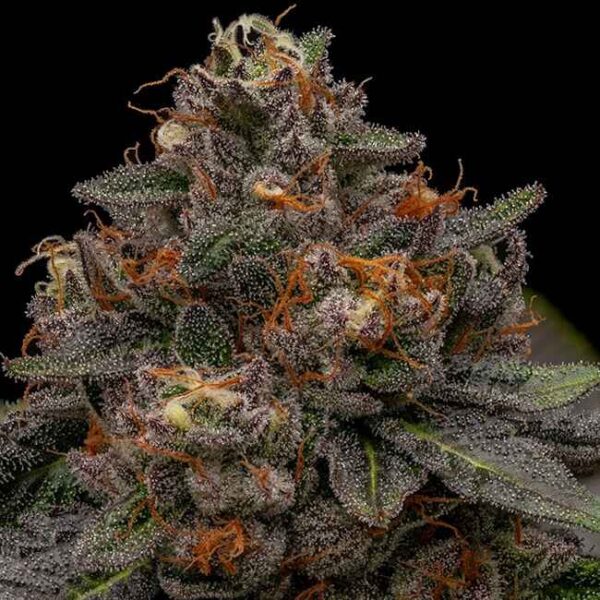 Korenji Feminised Seeds - 5