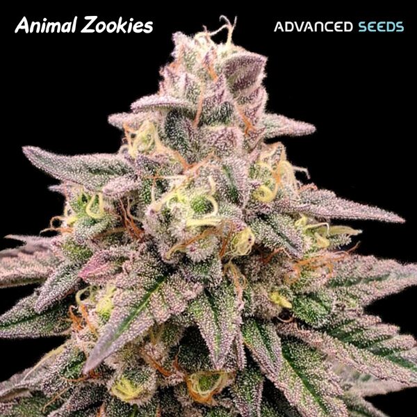 Animal Zookies Feminised Seeds - 5