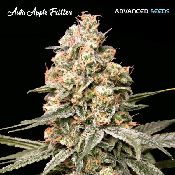 Apple Fritter Auto Feminised Seeds - 3
