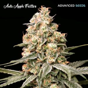 Apple Fritter Auto Feminised Seeds - 5
