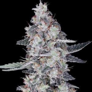 CheMACal Romance Auto Feminised Seeds - 5