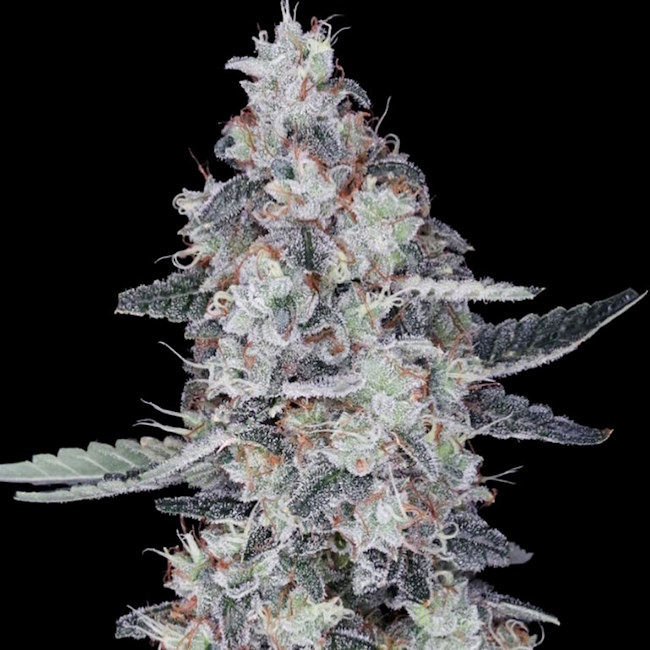 CheMACal Romance Auto Feminised Seeds - 5
