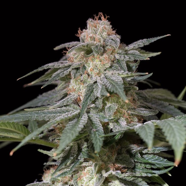 Lemon Tree FAST Feminised Seeds - 5