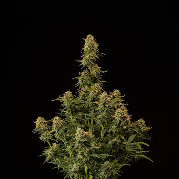Amaretto Tarmac Auto Feminised Seeds - 5