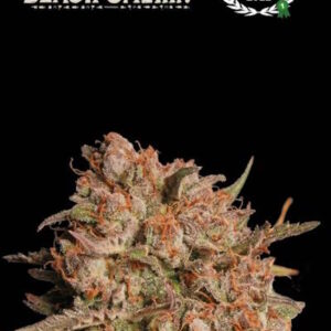 Apollo Black Cherry Auto Feminised Seeds - 5