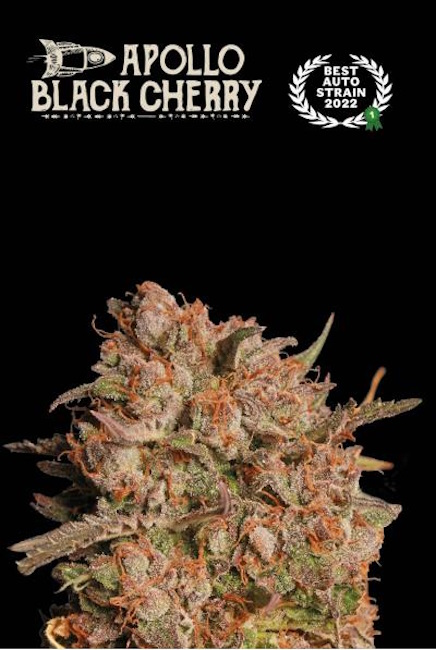 Apollo Black Cherry Auto Feminised Seeds - 5