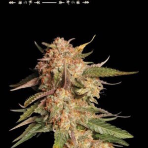Blue Moby Auto Feminised Seeds - 5