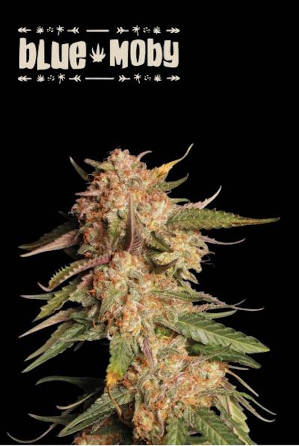 Blue Moby Auto Feminised Seeds - 5