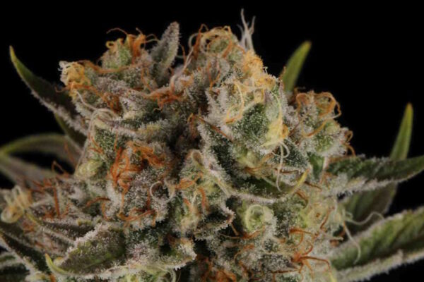 Triton Biscotto Lime Auto Feminised Seeds - 5