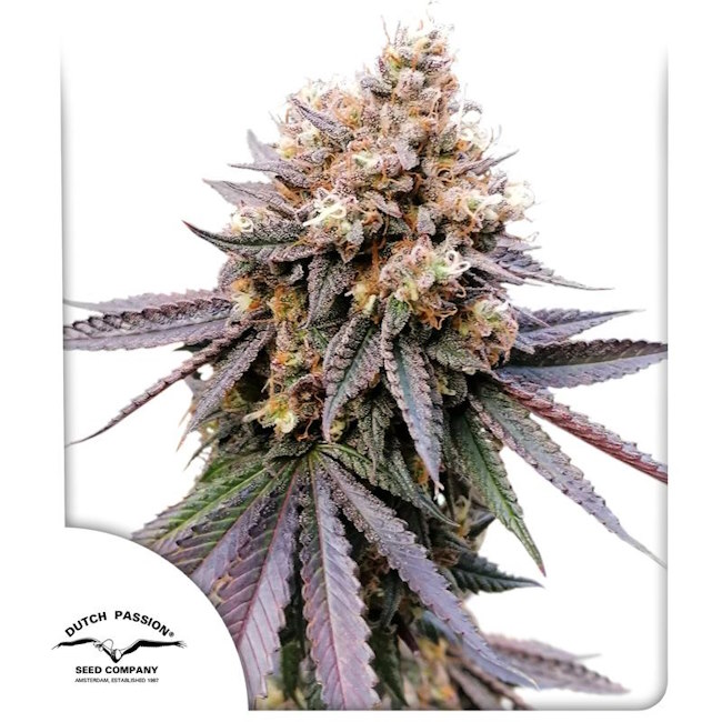 GMO FAST Feminised Seeds - 10